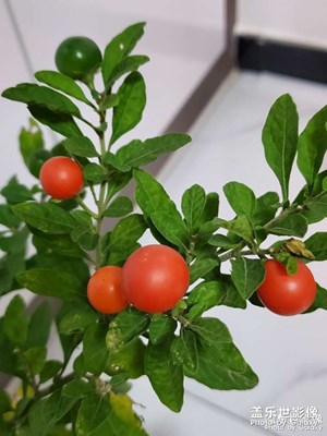 養(yǎng)花的樂趣