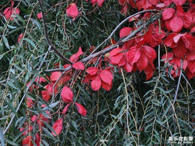 【我們的視界】火紅的爬山虎