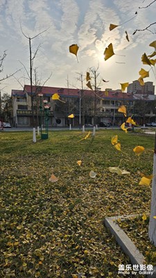 【淡寫時光】+冬天的樹葉