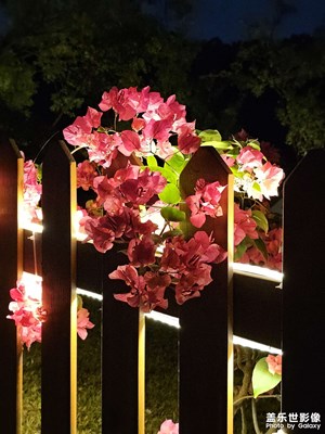 夜里賞花