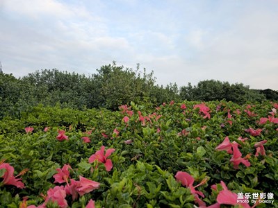 盛開的花朵
