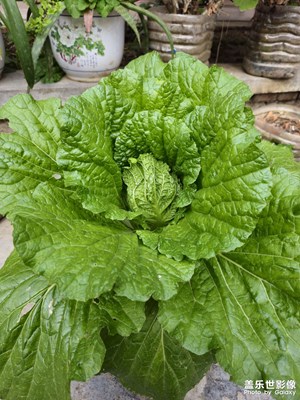 發(fā)幾張圖，我家花盆的大白菜，小海棠