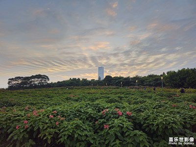 夕陽下的花叢