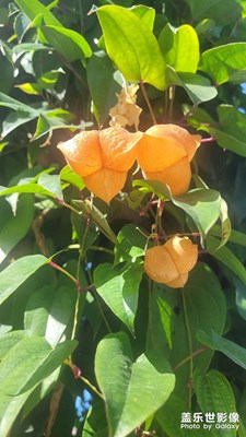 【難忘2023】燈籠草
