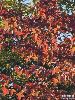 【難忘2023】+德保紅葉森林公園