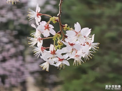 【難忘2023】美麗的花花