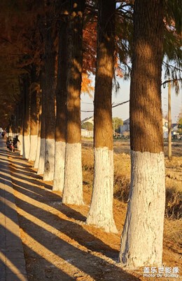 【難忘2023】+水杉大道