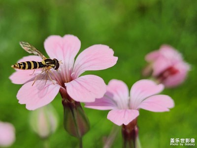 【難忘2023】2023那些花兒