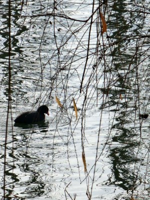 【辭舊迎新】大家一起來愛護(hù)野生動(dòng)物
