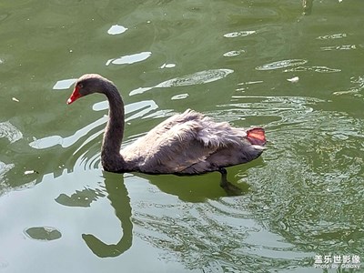 【辭舊迎新】小動物們也辭舊迎新