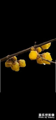 百花艷時恰逢時，人生從來來時歡。
