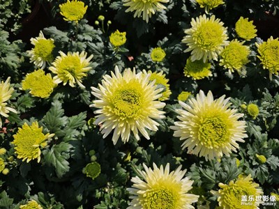 【浮光掠影】+秋日的記憶