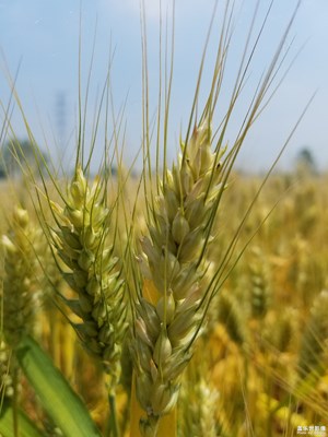 回趟老家(為什么我豎著拍的照片上來(lái)方向都不對(duì) 求指點(diǎn))