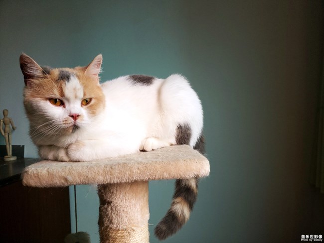 日常的它！