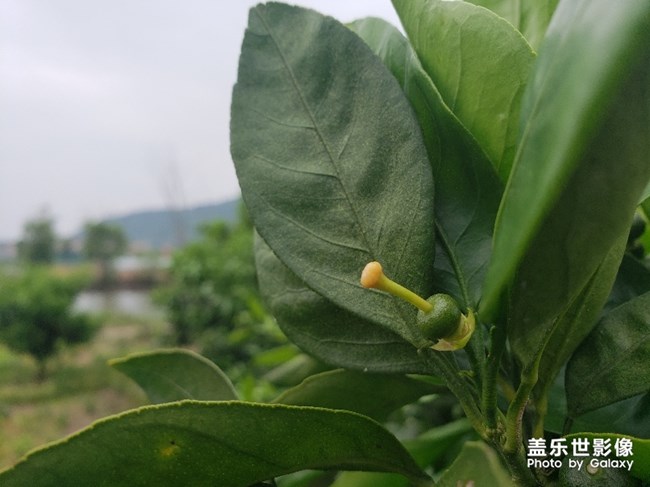 分享幾個(gè)水果