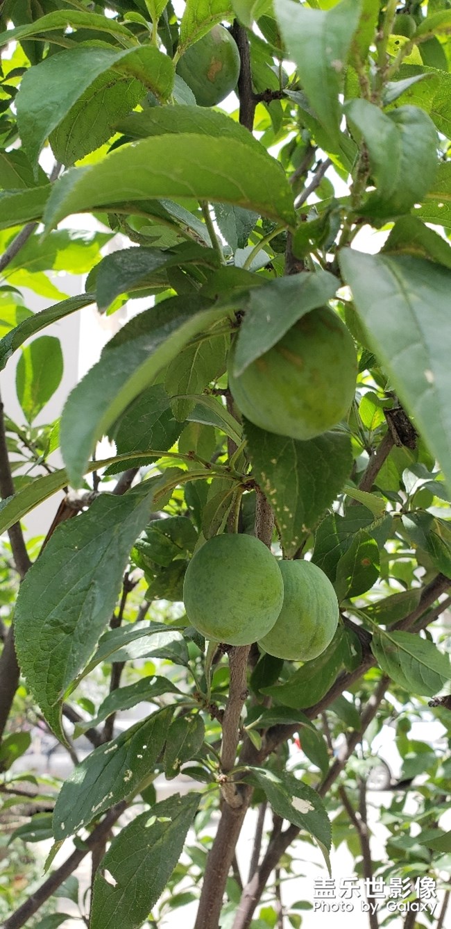 分享幾個(gè)水果