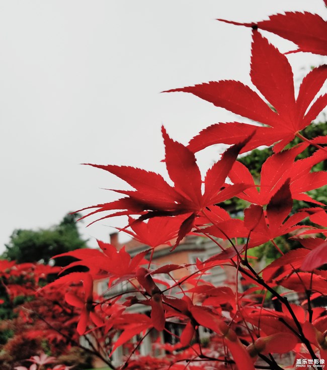 【葉子的故事】  初夏之探葉