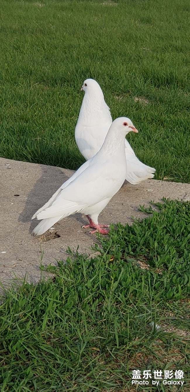 鴿子
