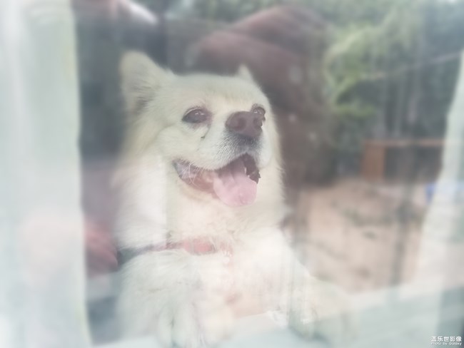 狗狗特寫