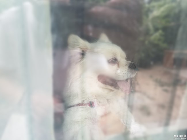 狗狗特寫