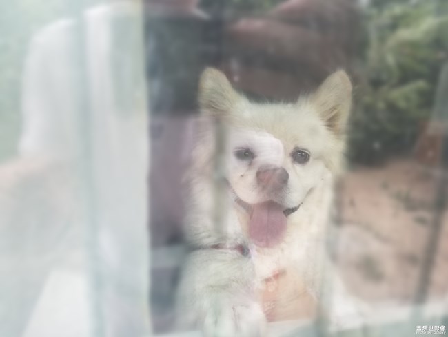 狗狗特寫