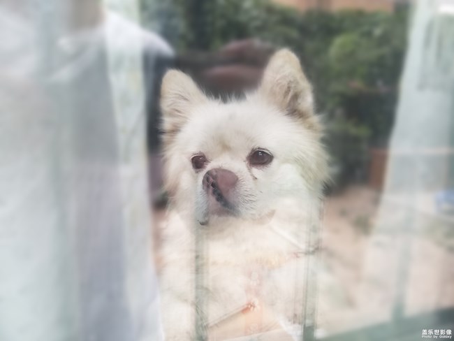 狗狗特寫