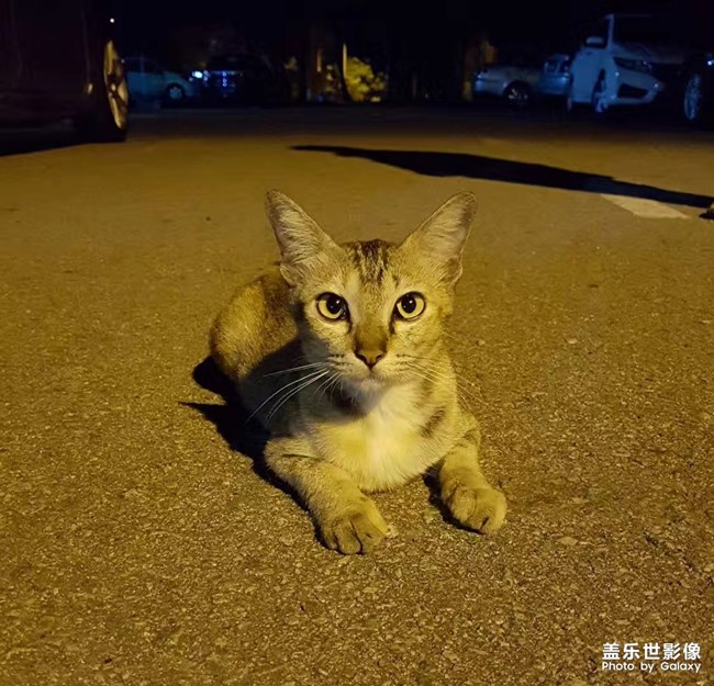 一起吸貓??