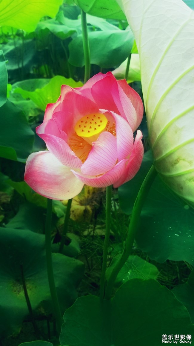 【112期：你最喜歡Galaxy Note9哪個(gè)功能呢？】