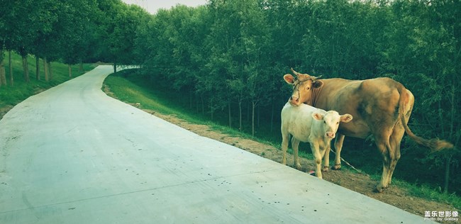 【114期：三星純粹呈現(xiàn) 華晨宇鳥巢演唱會(huì)High翻天】