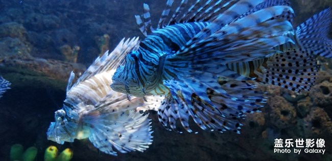 這是什么魚？