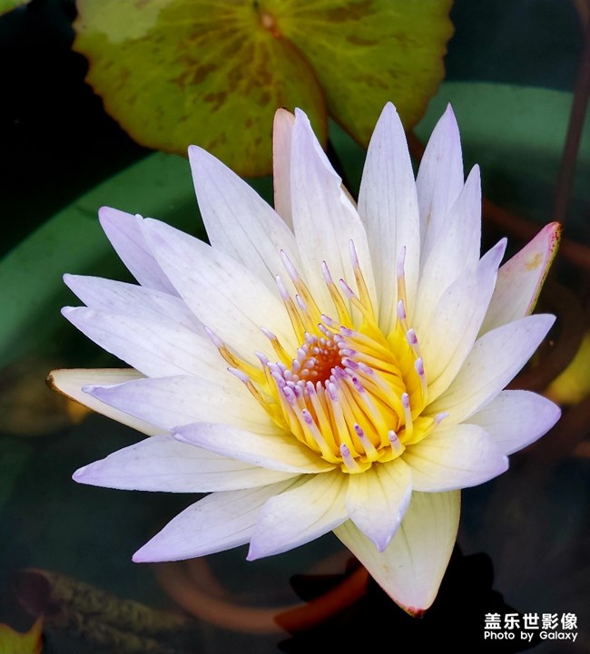 【秋至】  秋霜潤睡蓮