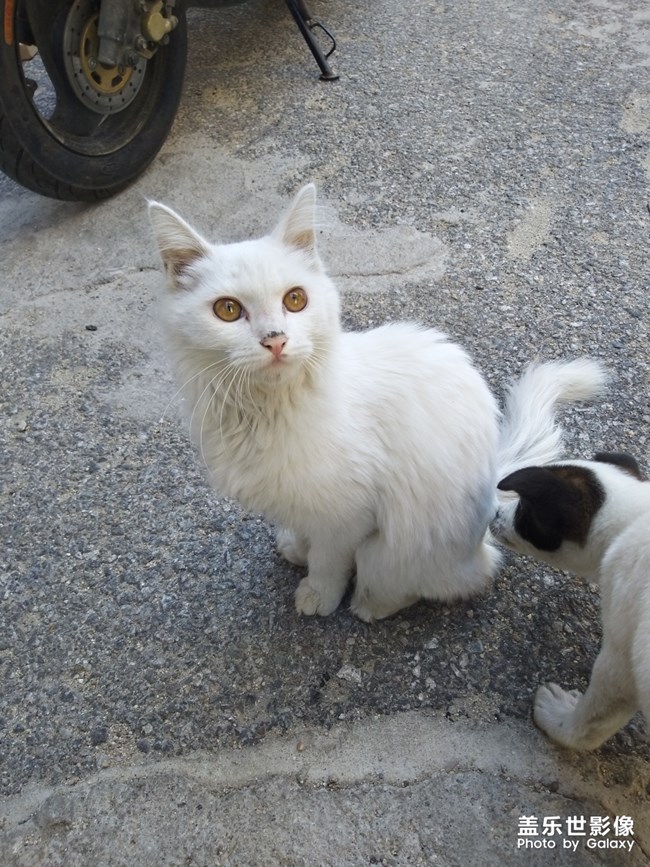 小貓小狗小夢想