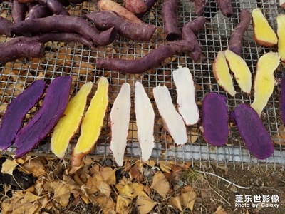 地瓜曬干。。。