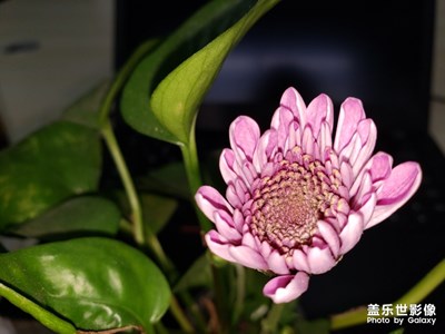 微距拍攝第二波
