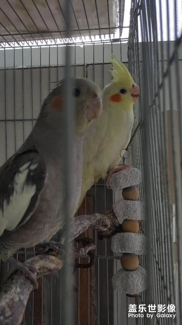 玄鳳，鳥(niǎo)中二哈