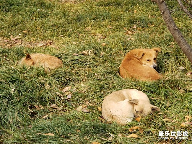 可憐的狗