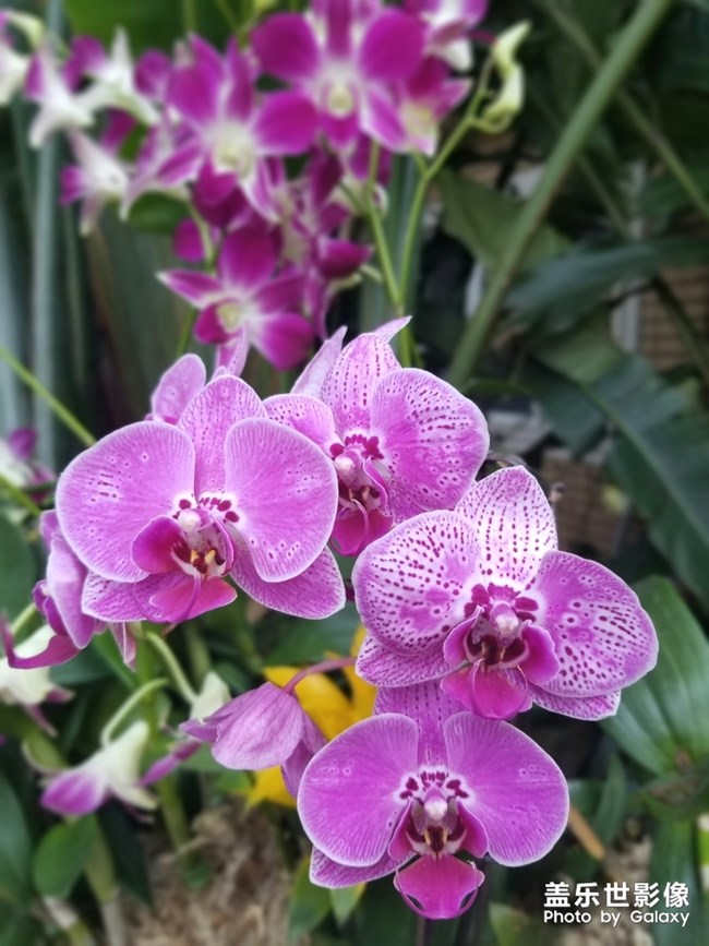 【色彩】+萬(wàn)千粉黛裝點(diǎn)羊城