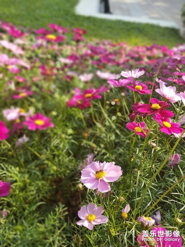 【色彩】+萬(wàn)千粉黛裝點(diǎn)羊城