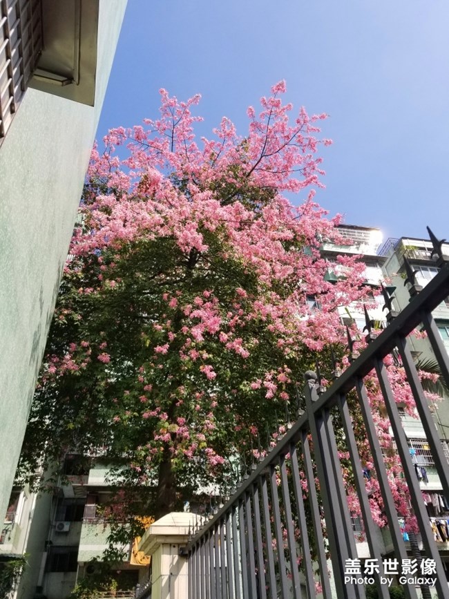 【色彩】+萬(wàn)千粉黛裝點(diǎn)羊城