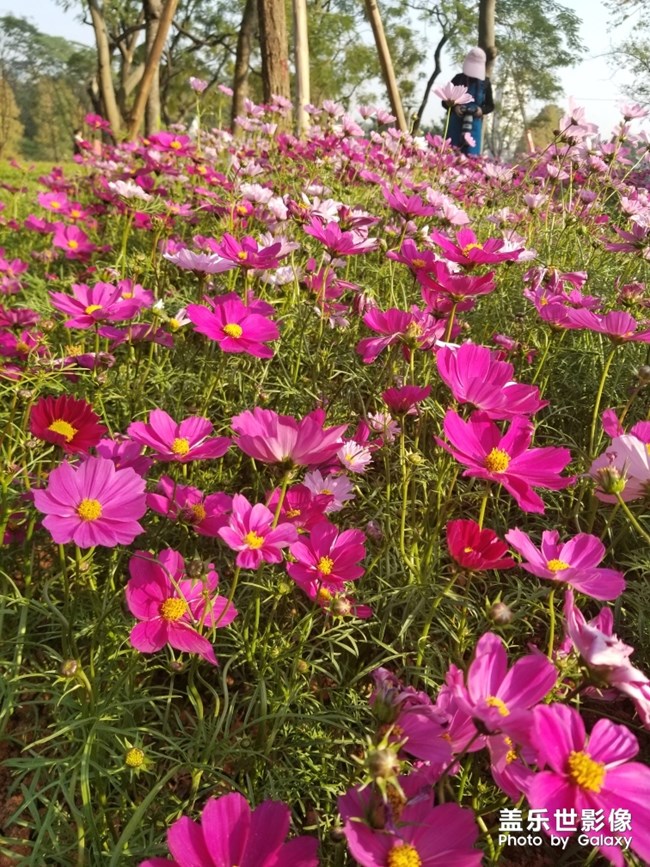 【色彩】+萬(wàn)千粉黛裝點(diǎn)羊城