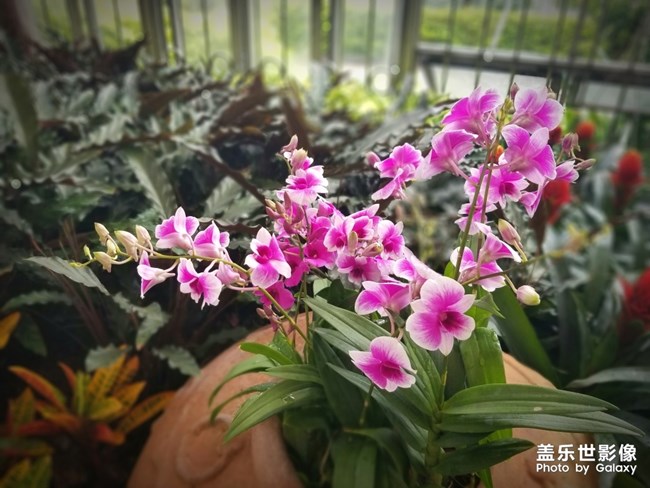 【色彩】+萬(wàn)千粉黛裝點(diǎn)羊城