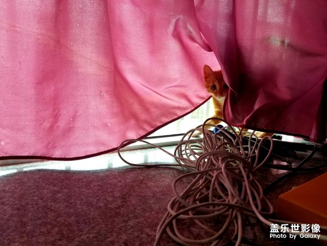 拿鏡頭的養(yǎng)貓人