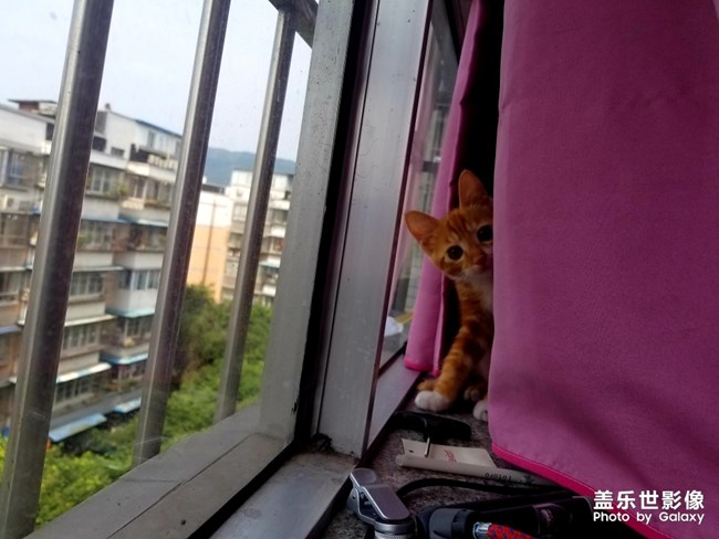 拿鏡頭的養(yǎng)貓人