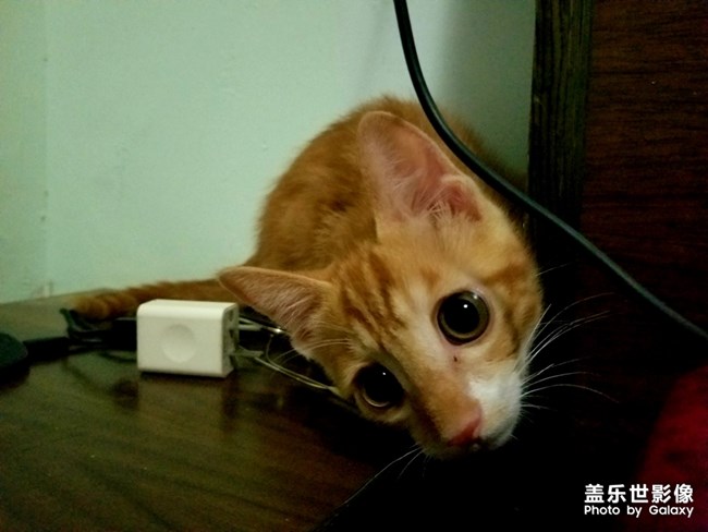 拿鏡頭的養(yǎng)貓人