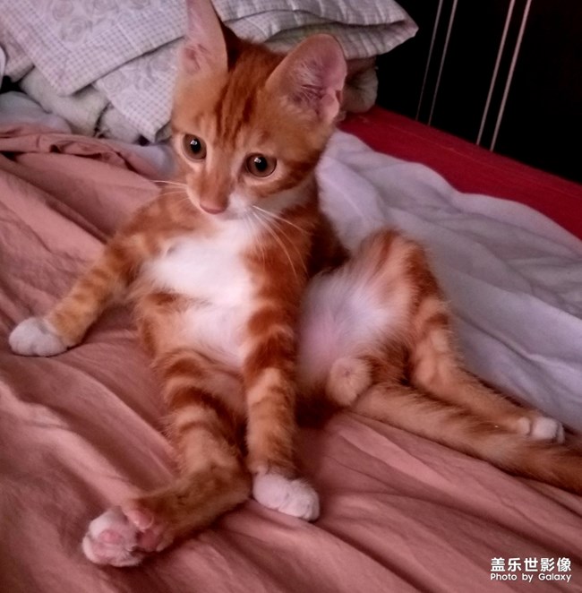 拿鏡頭的養(yǎng)貓人