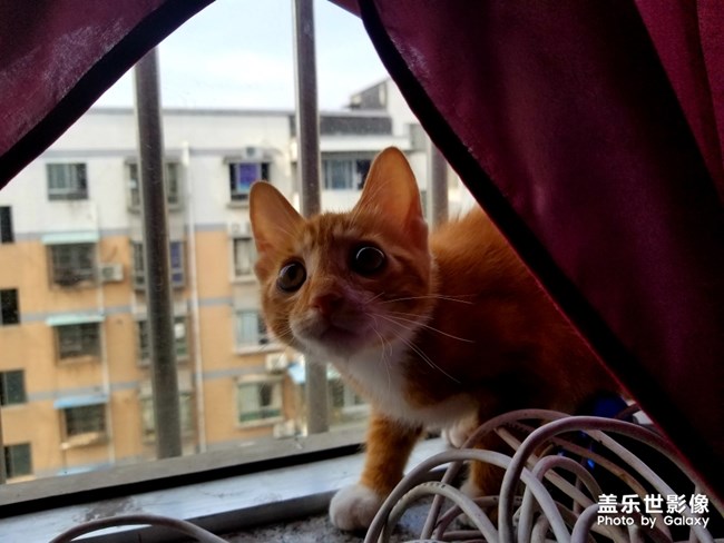 拿鏡頭的養(yǎng)貓人