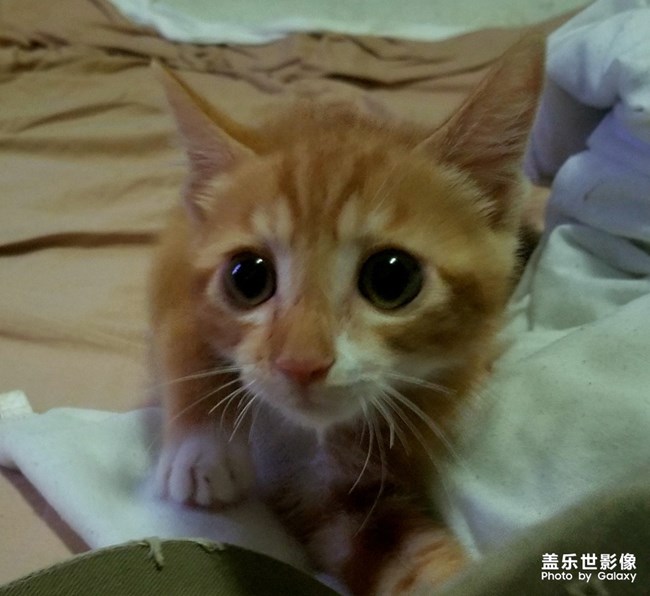 拿鏡頭的養(yǎng)貓人