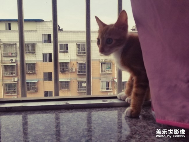 拿鏡頭的養(yǎng)貓人