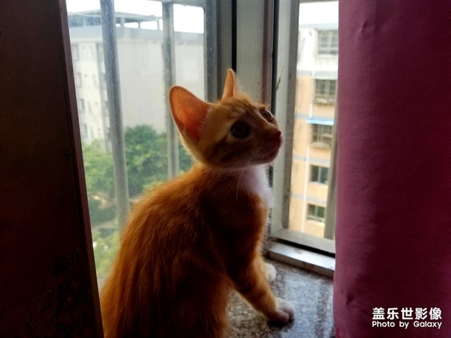 拿鏡頭的養(yǎng)貓人