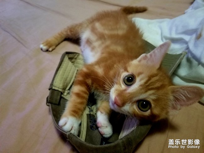 拿鏡頭的養(yǎng)貓人